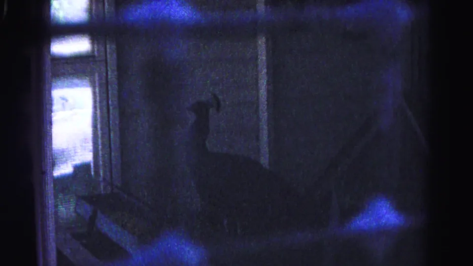 Peacock standing in dimly lit enclosure with backlit windows and blue lens flares; 8mm home movie, Hagerstown Maryland area, 1963.
