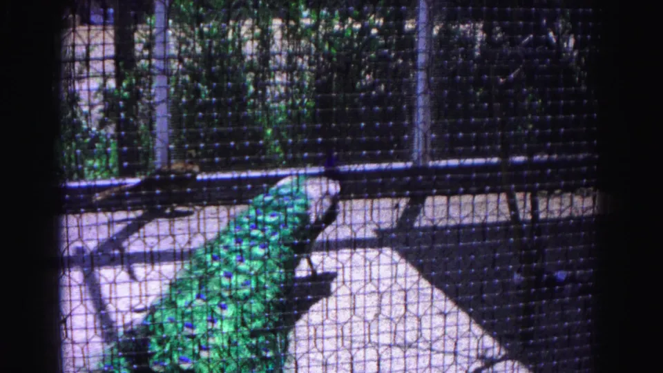 Peacock displaying green and blue tail plumage behind wire mesh fence with foliage in background; 8mm home movie, Hagerstown Maryland area, 1963.