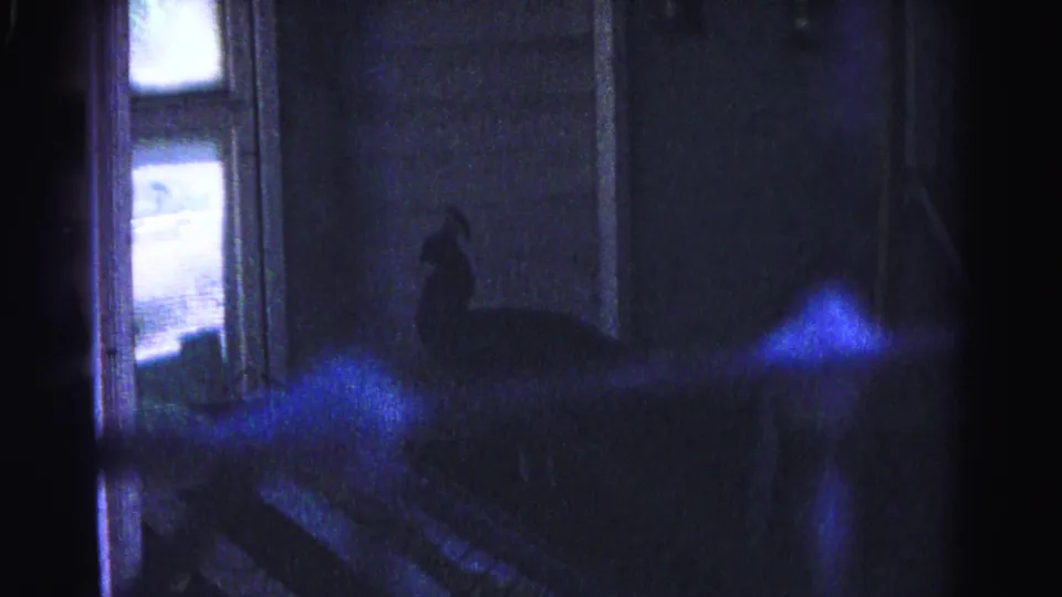8mm home movie frame circa 1963 — dark silhouette near interior stairs backlit by window light, consistent with the peacock described in the clip title; Hagerstown, Maryland.