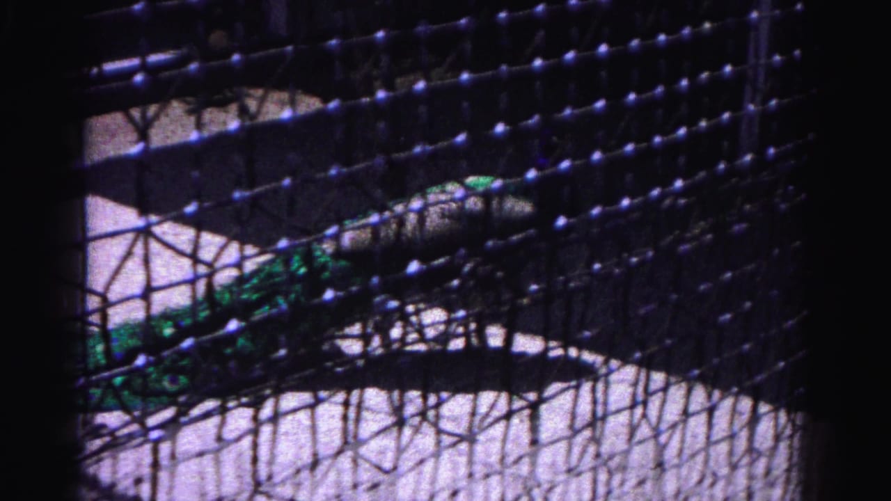 1963 8mm home movie frame: peacock seen through zoo enclosure mesh netting, Hagerstown Maryland, pale ground visible.