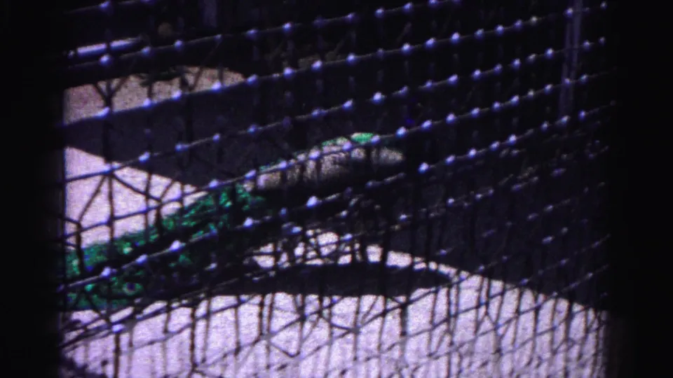1963 8mm home movie frame: peacock seen through zoo enclosure mesh netting, Hagerstown Maryland, pale ground visible.