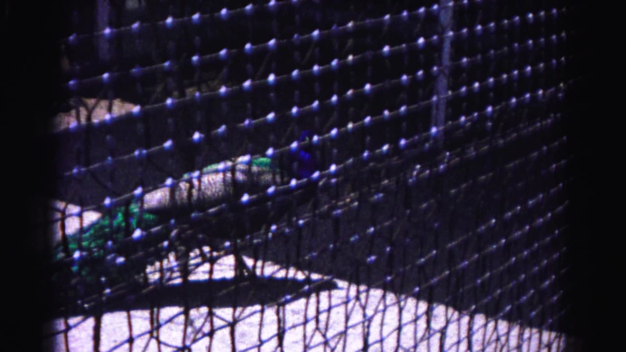 1963 8mm frame: peacock moving through zoo enclosure seen through mesh netting, Hagerstown Maryland.