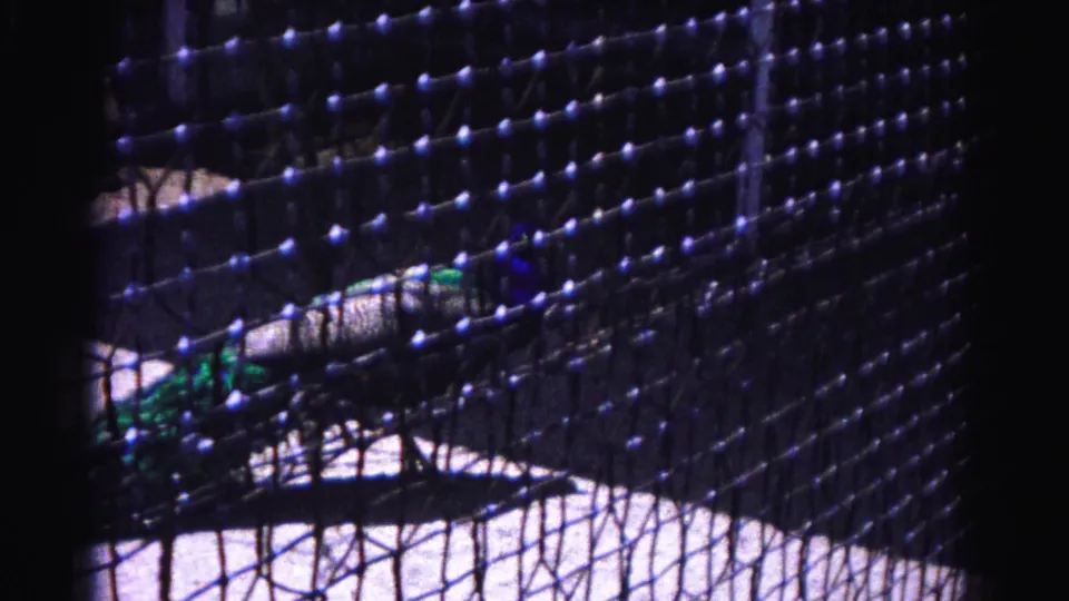 1963 8mm frame: peacock moving through zoo enclosure seen through mesh netting, Hagerstown Maryland.