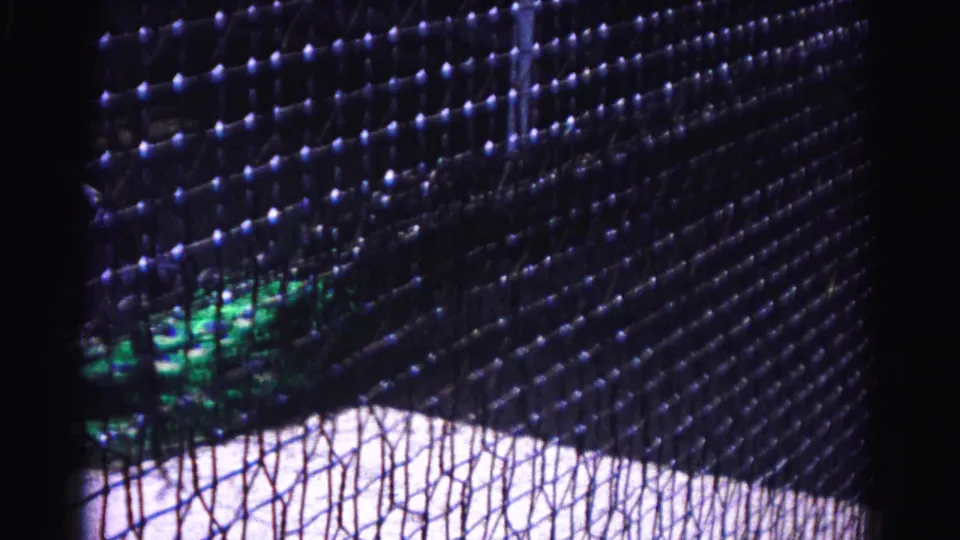 8mm film frame from 1963 Hagerstown zoo: dense enclosure mesh dominates, peacock plumage at lower edge.
