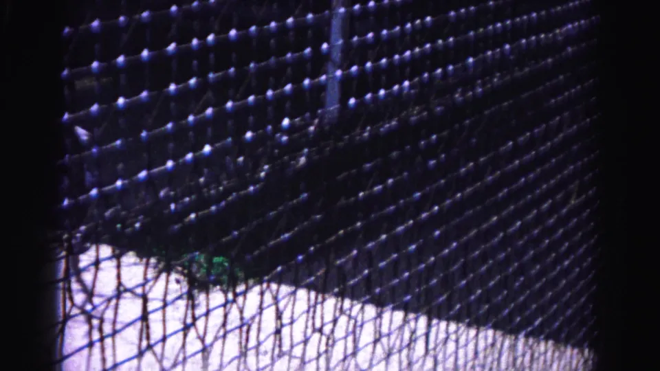 Final 8mm frame from 1963 Hagerstown zoo clip: peacock mostly obscured by enclosure netting, plumage at lower corner.