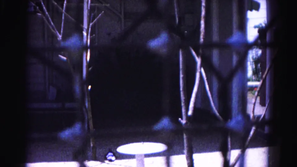 Zoo enclosure interior through wire fencing; bare branches, white circular platform, and a small blue-green form at lower left suggesting a peacock; 8mm home movie, Hagerstown, Maryland, 1963.
