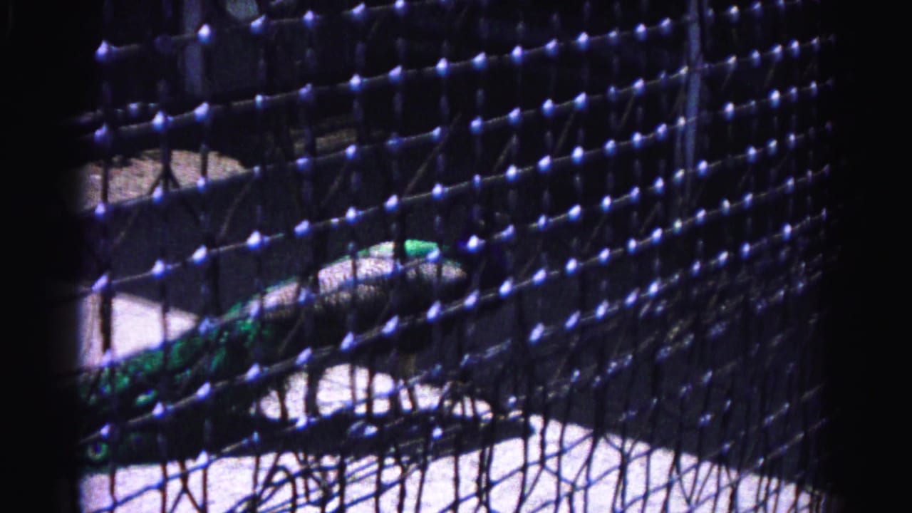 Close shot through dark wire mesh showing a peacock's iridescent green and blue tail feathers; 8mm home movie footage from what appears to be a small zoo, likely Hagerstown, Maryland, circa 1963.