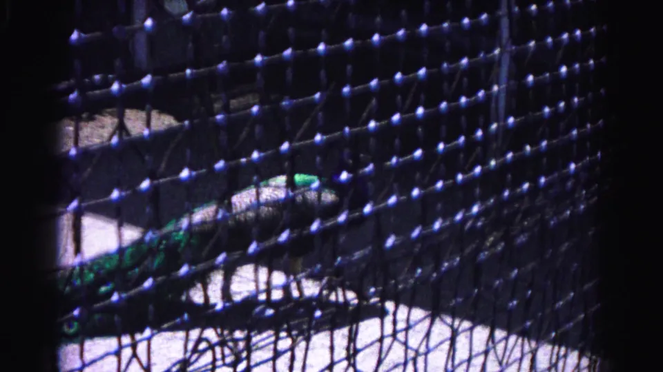 Close shot through dark wire mesh showing a peacock's iridescent green and blue tail feathers; 8mm home movie footage from what appears to be a small zoo, likely Hagerstown, Maryland, circa 1963.