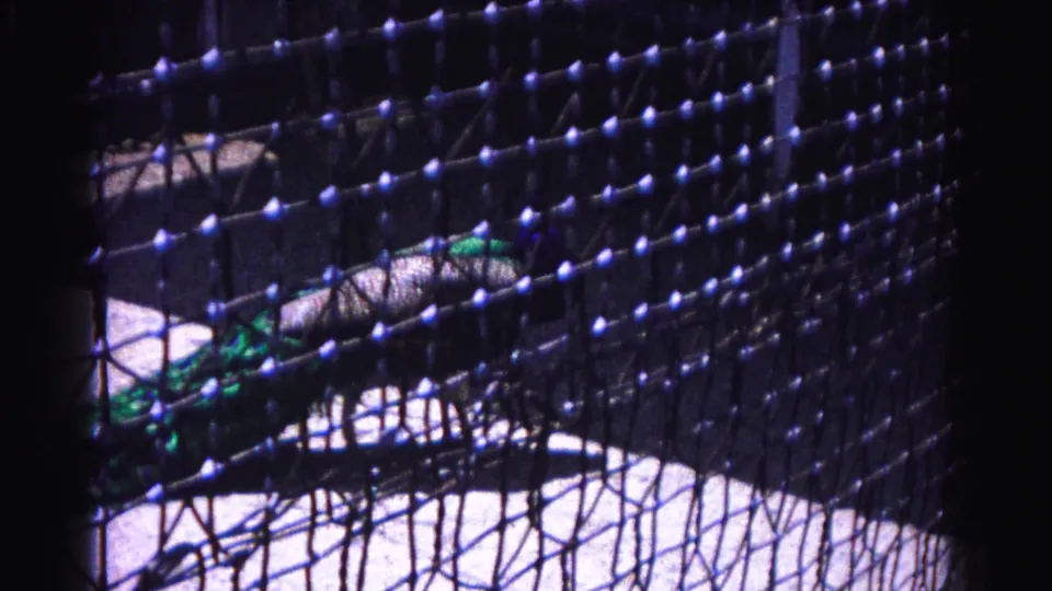 Mesh netting dominates frame with peacock green plumage visible behind; characteristic 8mm grain and color shift; likely Hagerstown, Maryland zoo, circa 1963.