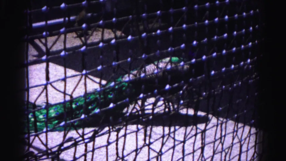 Final frame showing peacock's green and blue plumage through dark mesh netting; sandy floor and wooden post visible; 8mm archival footage with aged color shift, circa 1963.