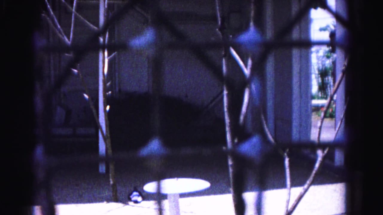 Chain-link fence foreground; bare branches, blue-hazy yard, round pale disc-like object on ground, unidentified dark shape at center.