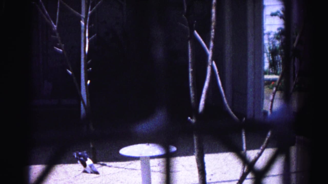 8mm home movie circa 1963, Hagerstown Maryland: pigeon walking on concrete patio seen through chain-link fence and bare branches, small pedestal table nearby.