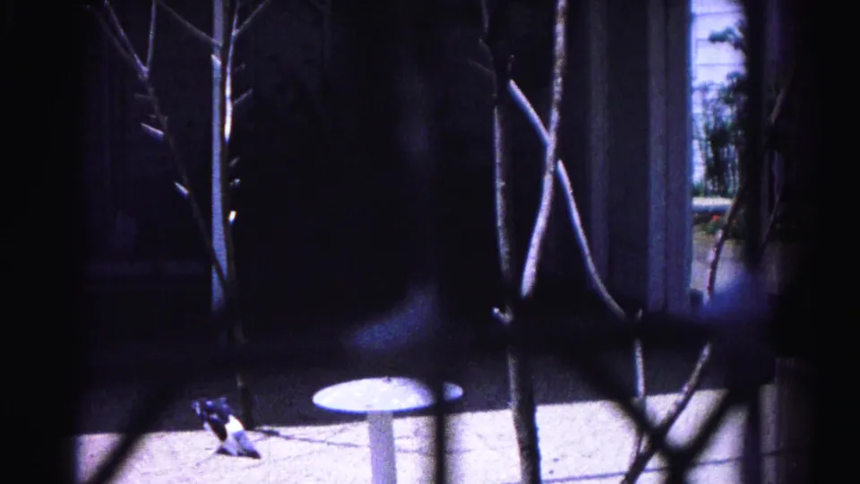 8mm home movie circa 1963, Hagerstown Maryland: pigeon walking on concrete patio seen through chain-link fence and bare branches, small pedestal table nearby.