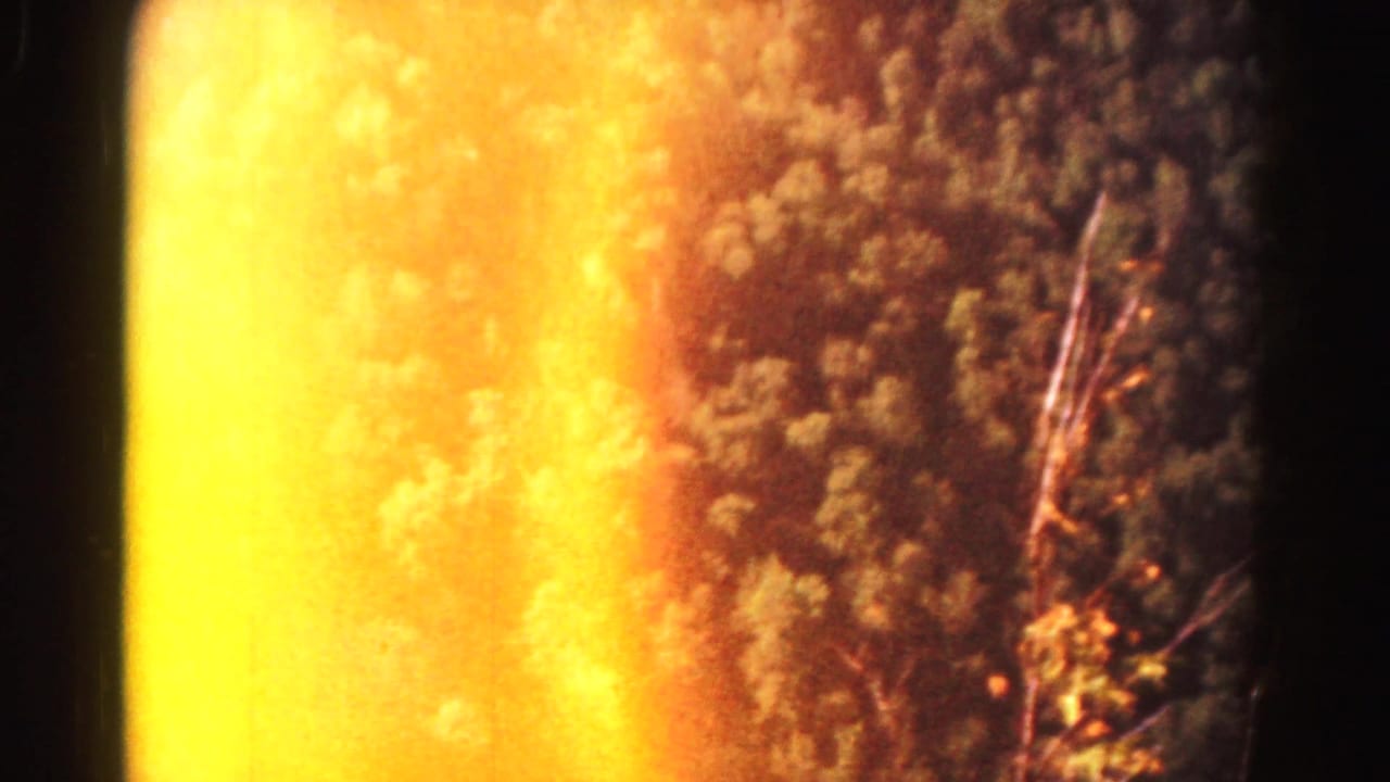 Bright orange sunlight flare washes over forest canopy and a pale bare branch.