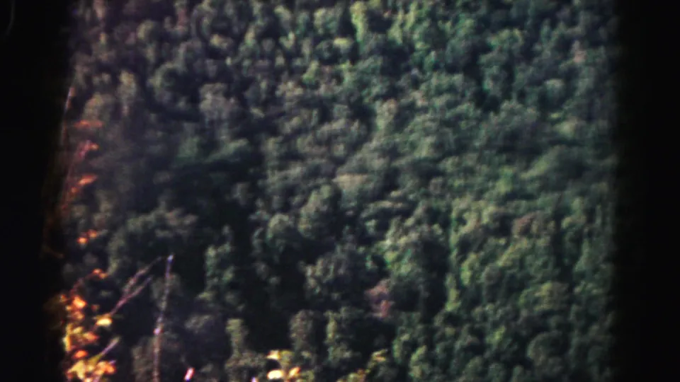 1963 8mm home-movie frame from Hagerstown, Maryland, showing green forest canopy in shadow with a pale bare branch below.