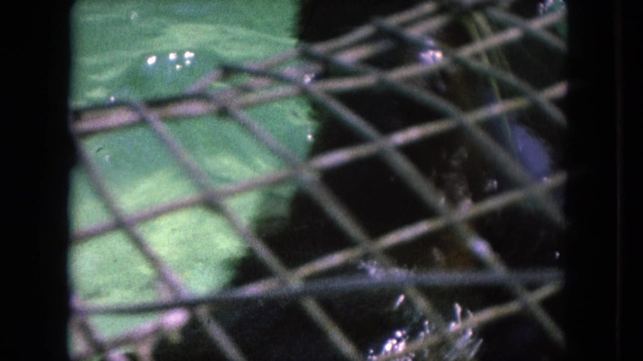 Seal partly obscured behind wire mesh beside green pool water.