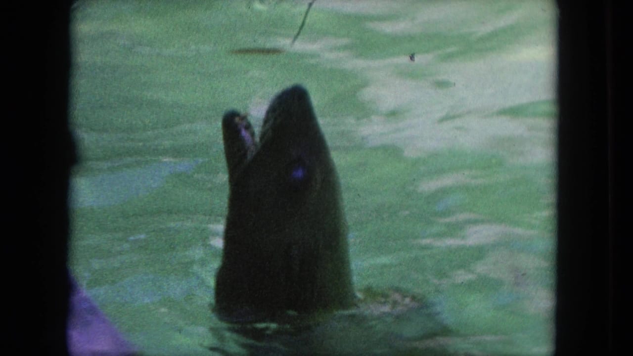 Seal head rises from green pool water with its mouth open.