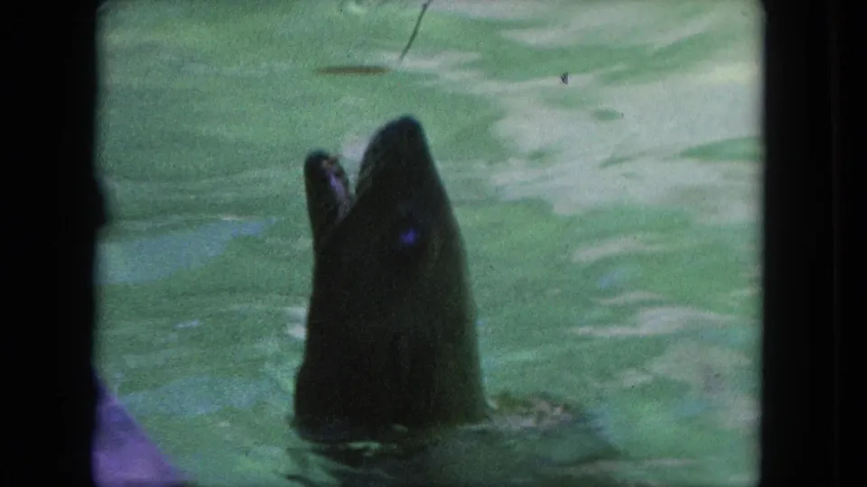 1962 Tijuana 8mm frame of a seal surfacing in green pool water, its head raised and mouth open.