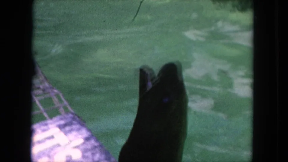 1962 Tijuana 8mm frame showing the seal near the pool edge, partly obscured by mesh at the lower left.