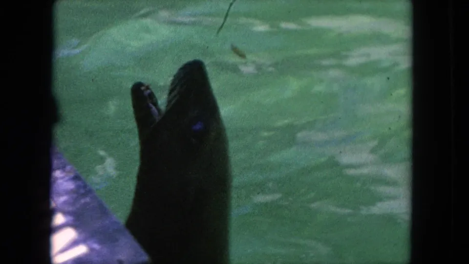 1962 Tijuana 8mm frame of a seal lifting its head from the pool beside a visible edge and rippled water.