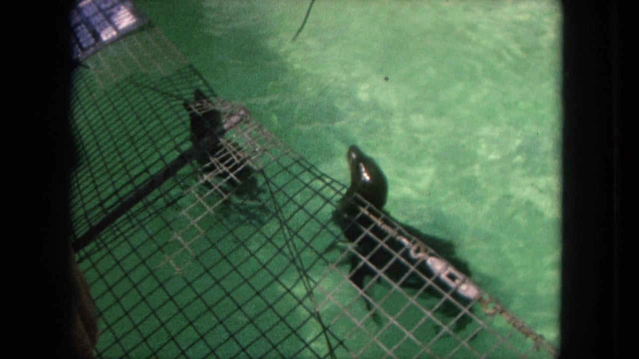 1962 Tijuana aquarium footage showing two seals moving below and beside a wire mesh barrier in green water.
