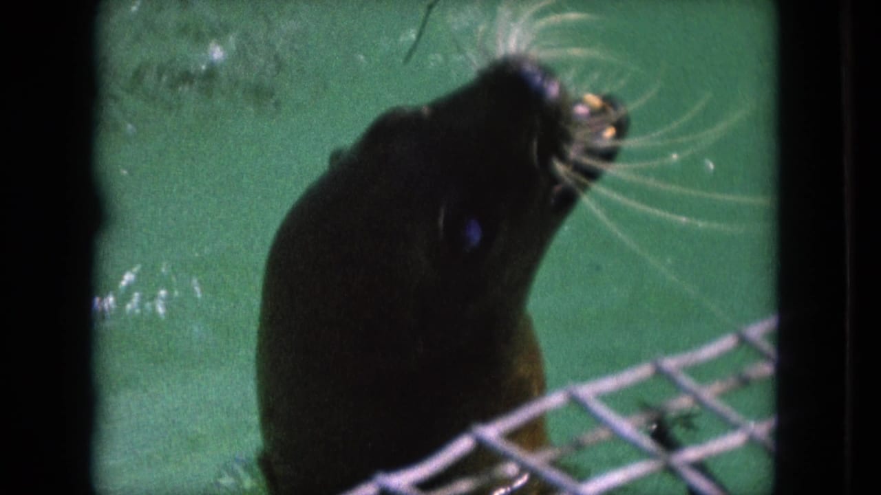 A seal surfaces beside wire mesh in green water.
