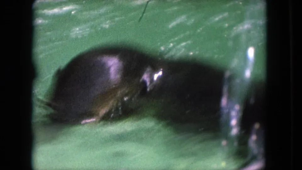 Close, soft-focus 8mm view of a dark seal moving through green pool water at the Tijuana aquarium.