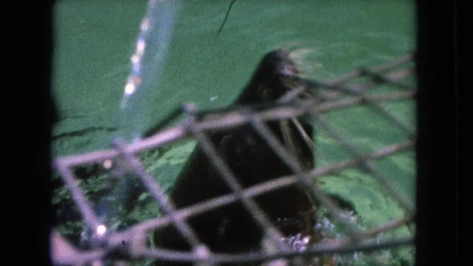 A seal swims behind diagonal wire mesh in green-tinted aquarium water in the 1962 Tijuana home movie.