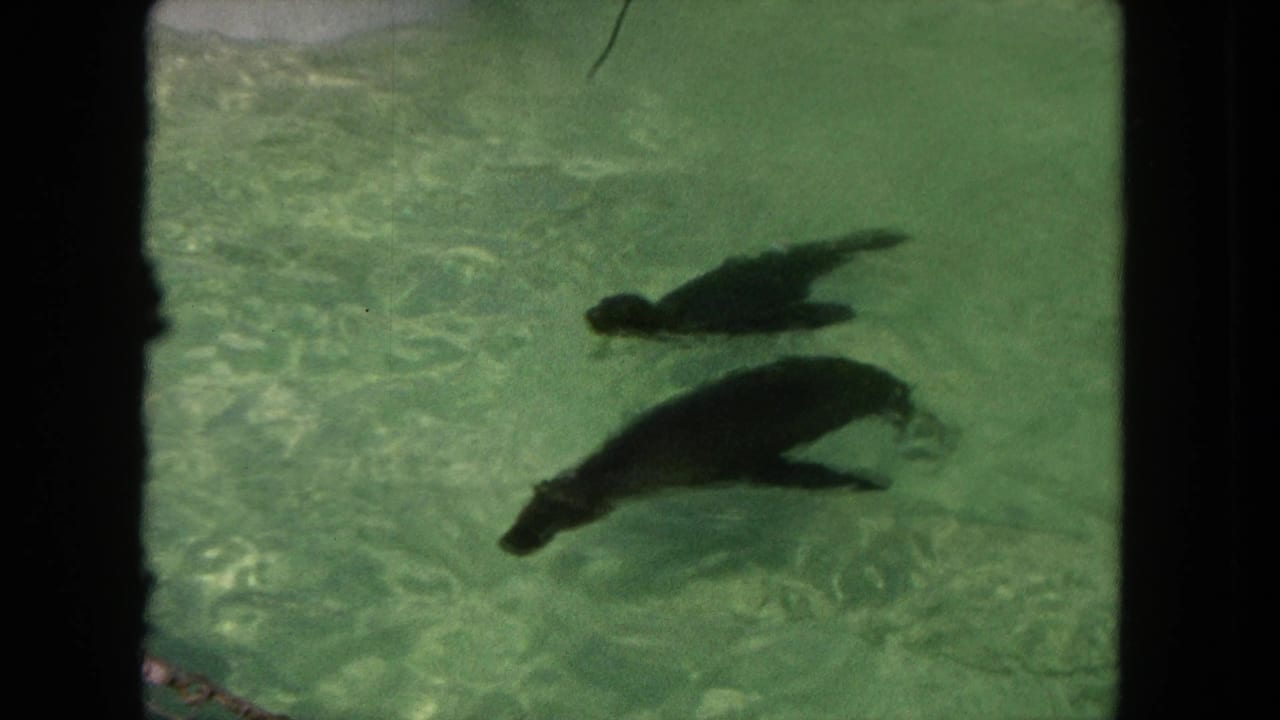 1962 Tijuana home-movie frame showing two dolphins gliding through green pool water from an overhead viewpoint.