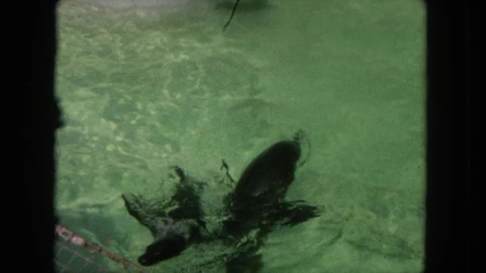 1962 Tijuana 8mm frame with dolphins near the water surface, one making a splash in the green pool.