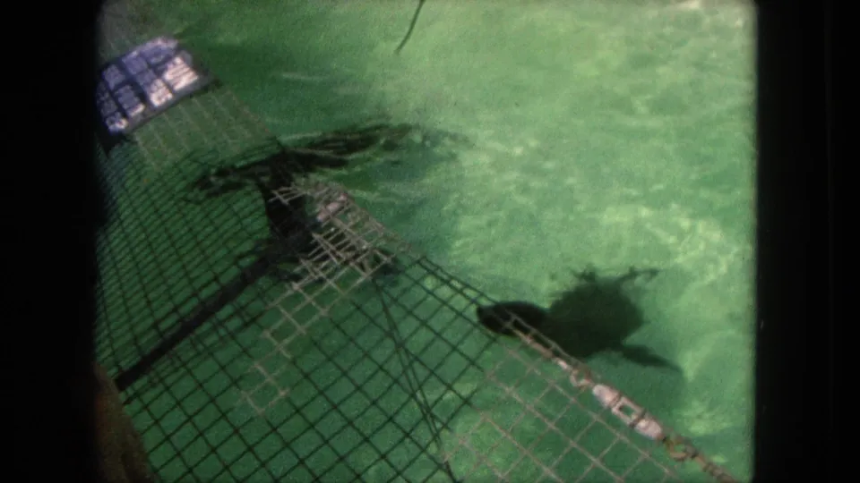 Overhead 1962 Tijuana home-movie frame showing dolphins beside a metal mesh barrier in green water.