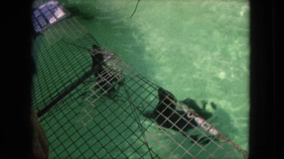 1962 Tijuana 8mm frame showing a dolphin near a metal mesh barrier, with another dark form in the pool water.
