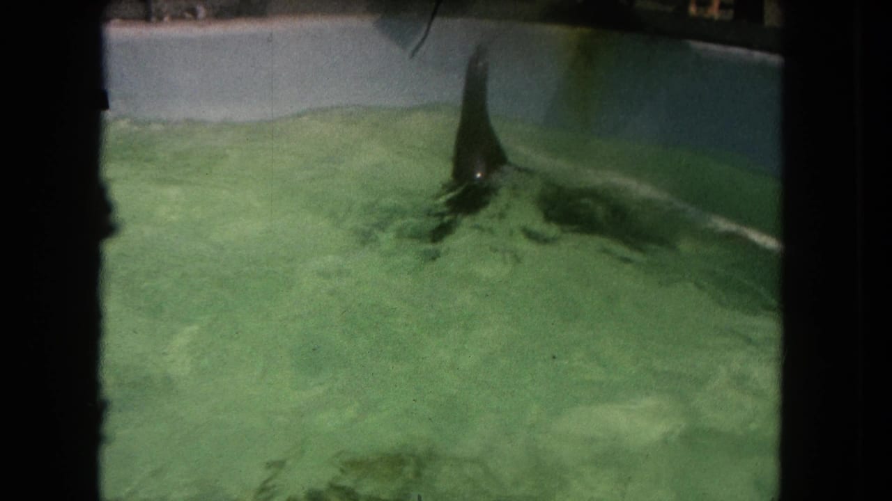 Sea lion partly upright in a green zoo pool with pale pool walls and dark film borders.