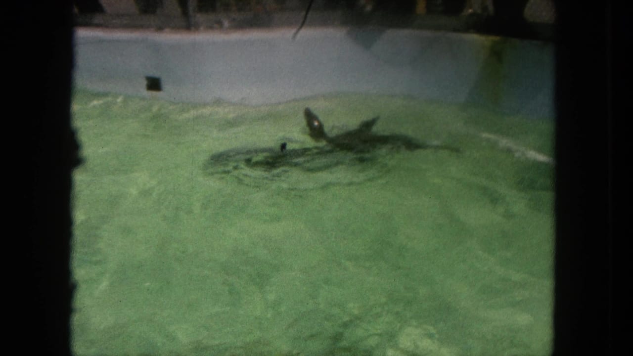 Sea lion swimming near the surface of a green pool, with a pale wall behind it.