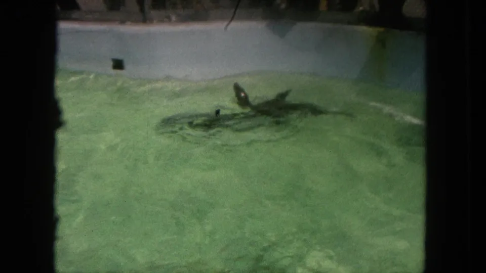 The sea lion glides across the green pool water in the 1962 Tijuana zoo home-movie scene.
