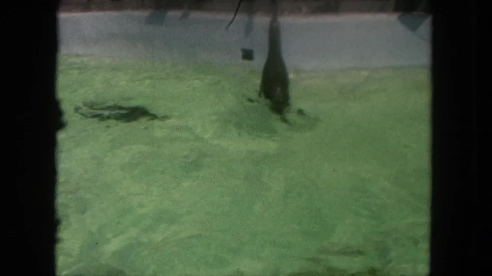 A sea lion lifts its body upright in the pool, filmed from a visitor viewpoint at a Tijuana zoo in 1962.