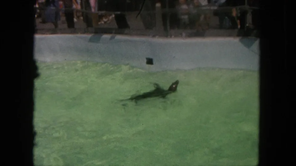 The sea lion swims across the pool as spectators watch from behind the wall in the 1962 Tijuana zoo footage.