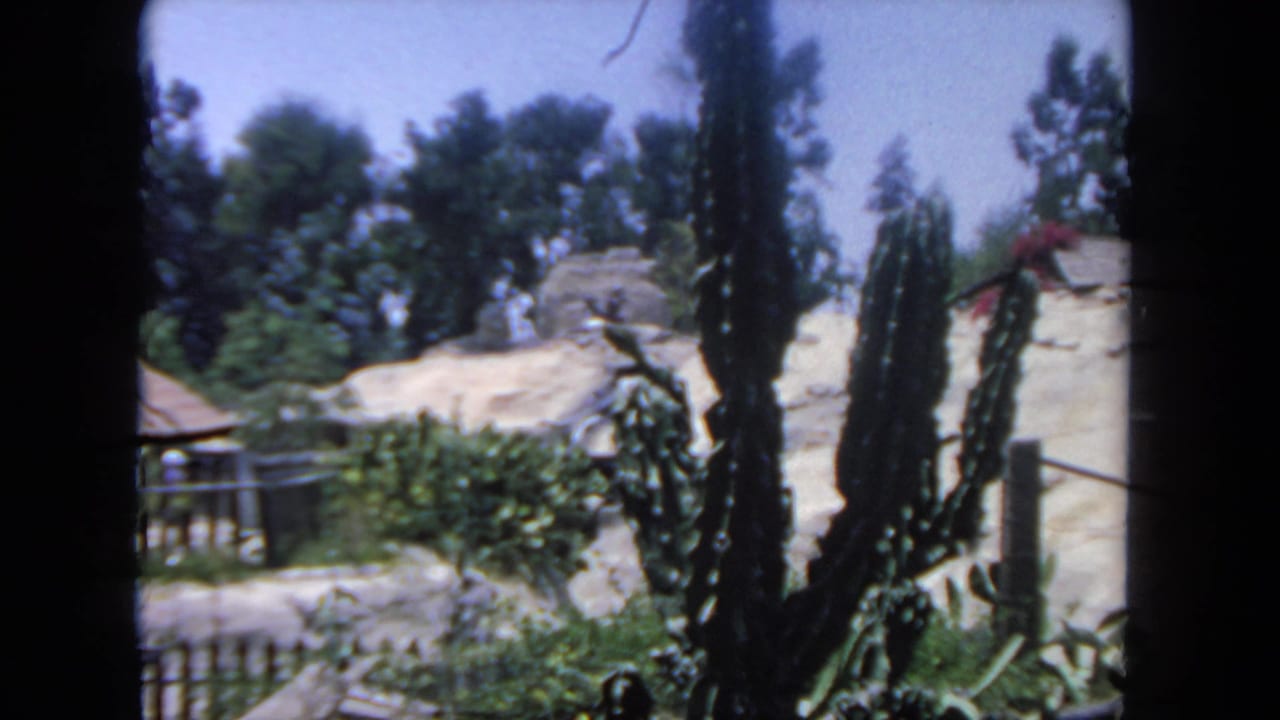 Cacti and shrubs seen through a dark window frame with pale rocks and trees behind.