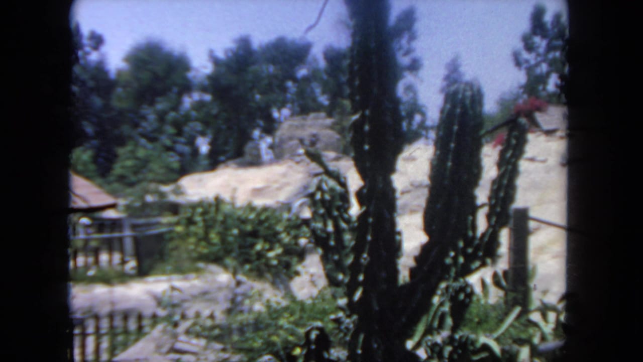 Tall cacti stand in front of shrubs, rocks, a fence, trees, and a small roofline.