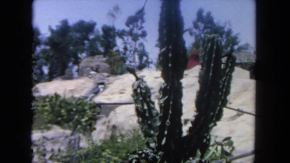 1962 San Diego frame showing sunlit cactus plants and shrubs before pale rocks, fence rails, trees, and a partially visible roofed structure.