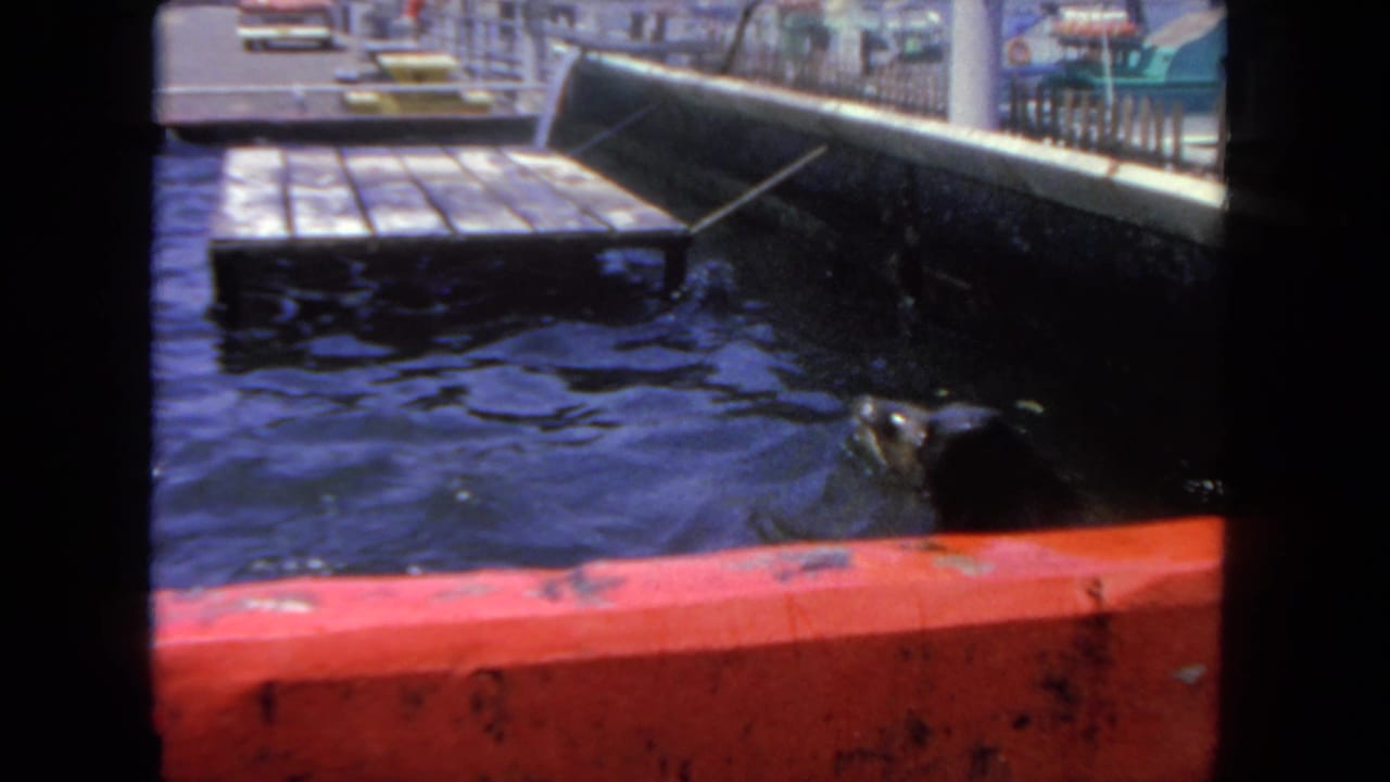 In supported 1962 San Diego footage, a seal surfaces in a small aquarium tank beside a red barrier and wooden platform.