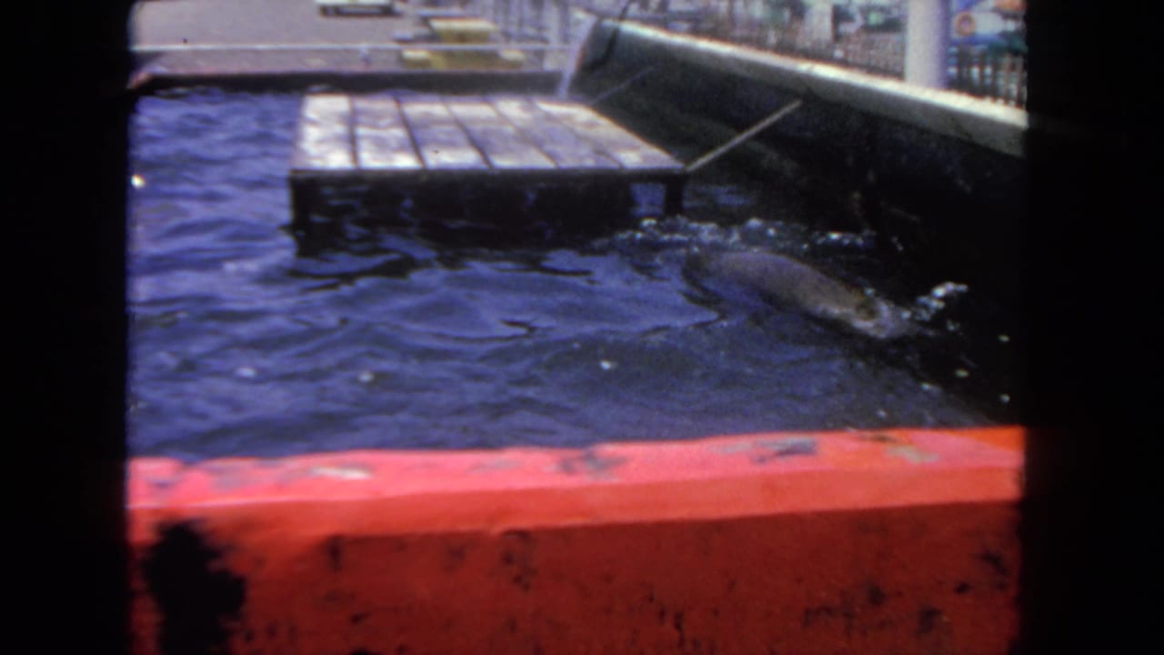 A seal moves through the confined aquarium tank, with the red concrete edge and platform visible in the visitor-shot frame.