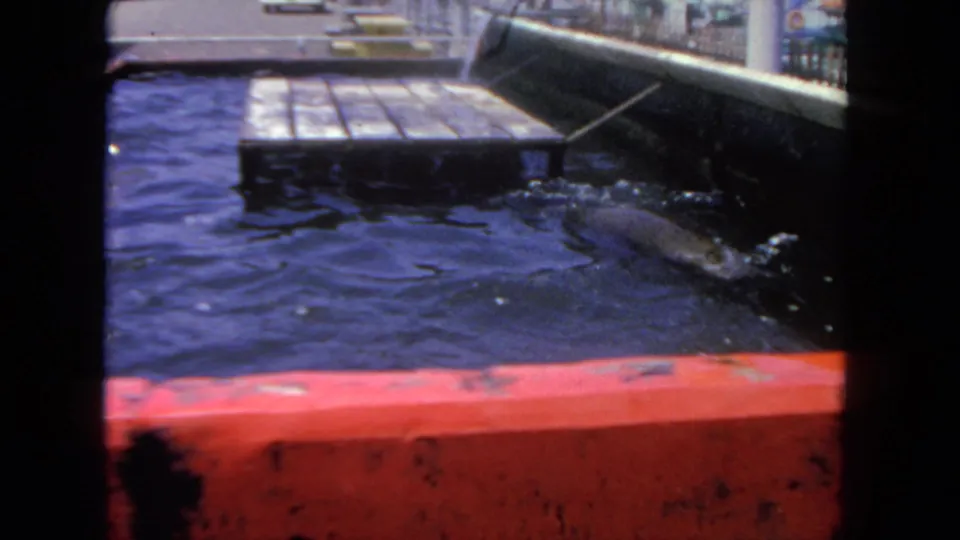 A seal moves through the confined aquarium tank, with the red concrete edge and platform visible in the visitor-shot frame.