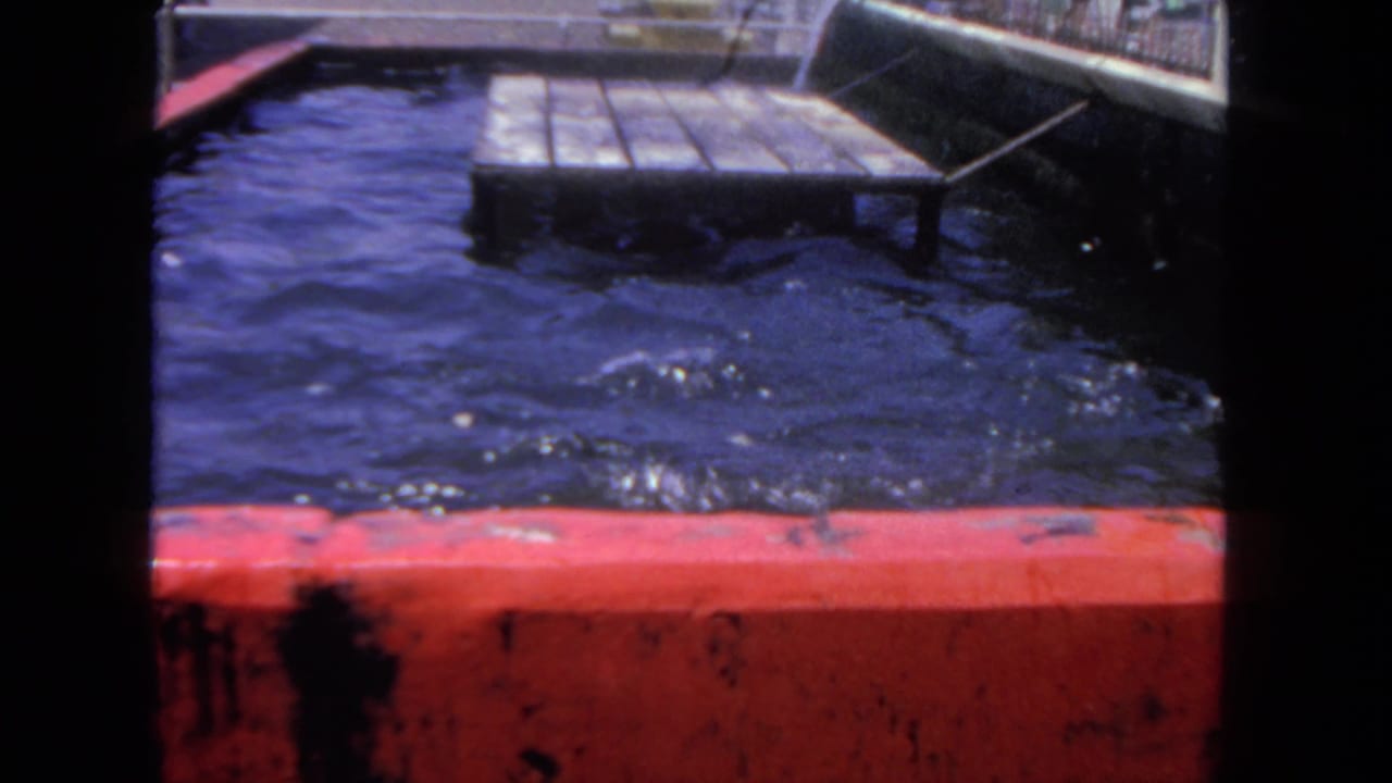 1962 San Diego 8mm frame showing a seal or sea lion surfacing near a red-edged water enclosure and floating wooden platform.