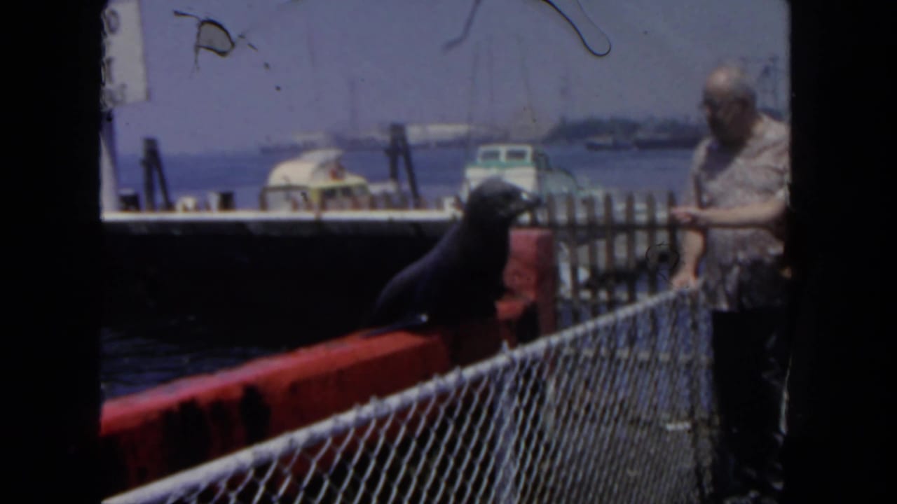 1962 San Diego harbor home-movie frame with a sea lion on a red dock edge, adult visitor, fence, boats, and distant waterfront.
