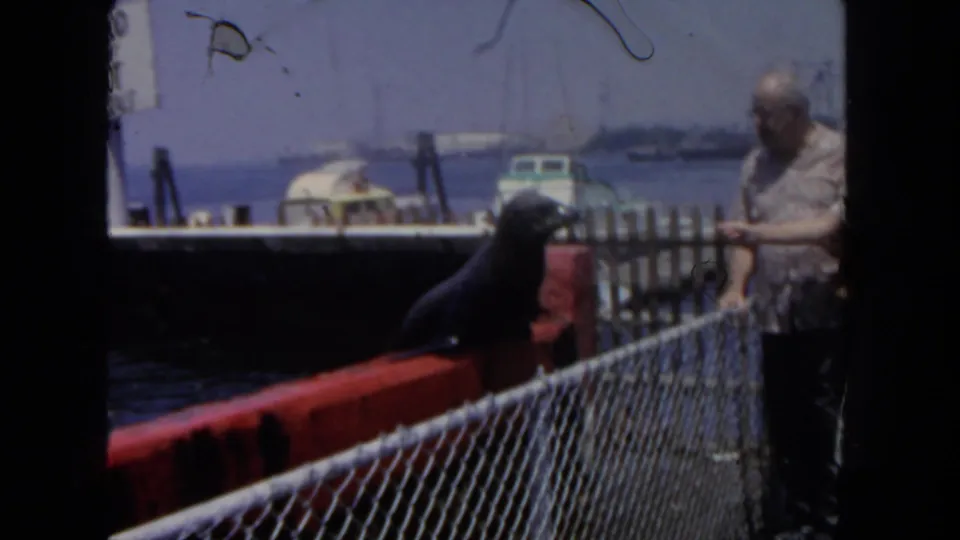 1962 San Diego harbor home-movie frame with a sea lion on a red dock edge, adult visitor, fence, boats, and distant waterfront.