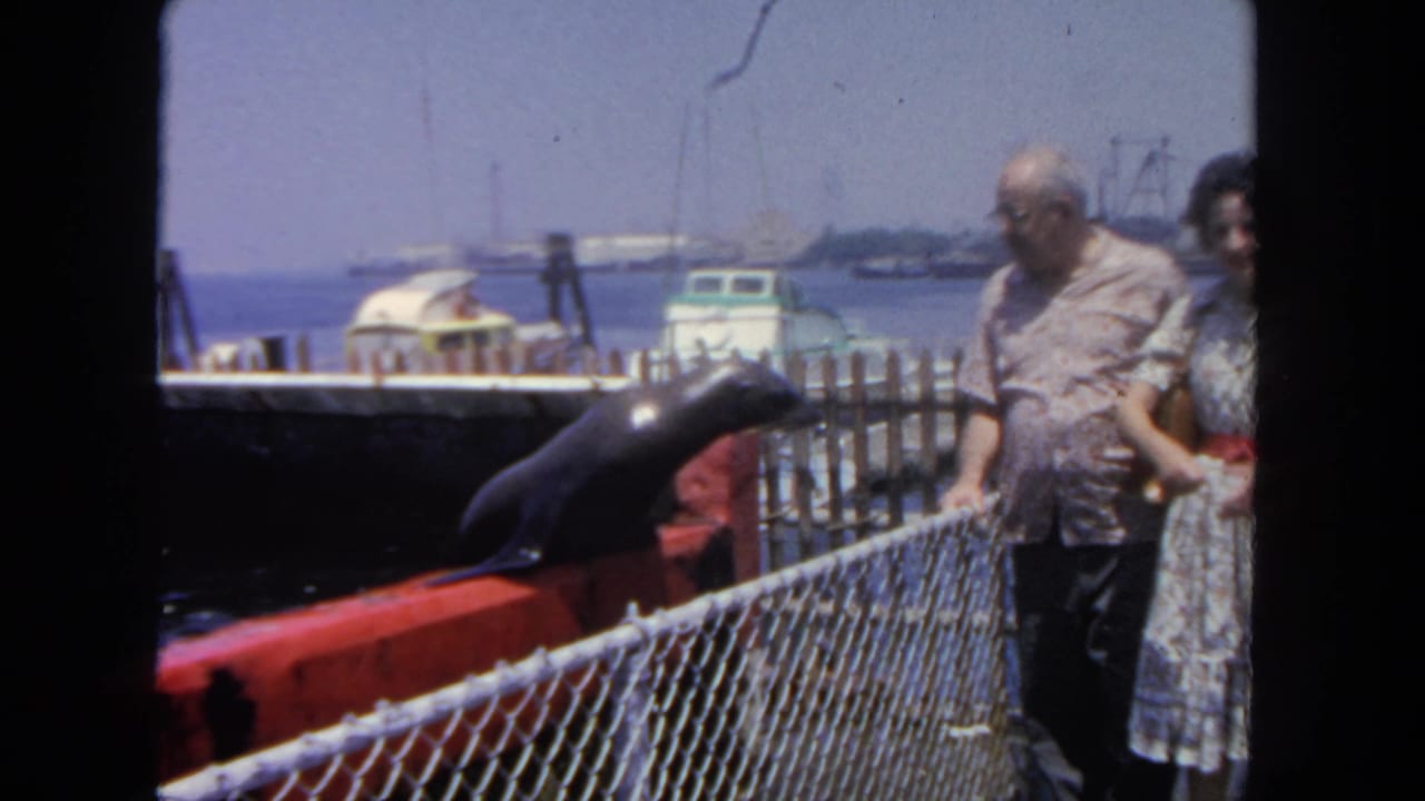 San Diego harbor frame from 1962 showing a sea lion at the dock edge with two adult visitors, fence, boats, and waterfront behind.
