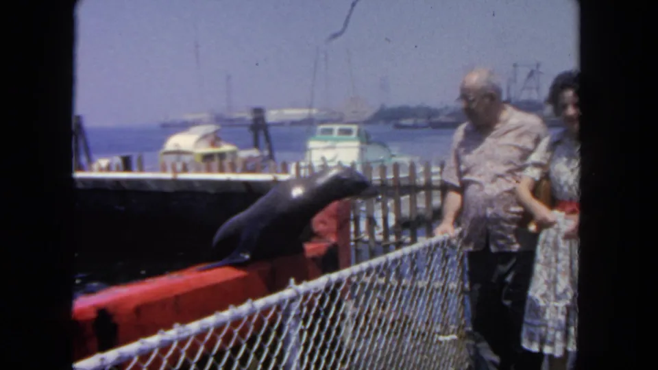 San Diego harbor frame from 1962 showing a sea lion at the dock edge with two adult visitors, fence, boats, and waterfront behind.