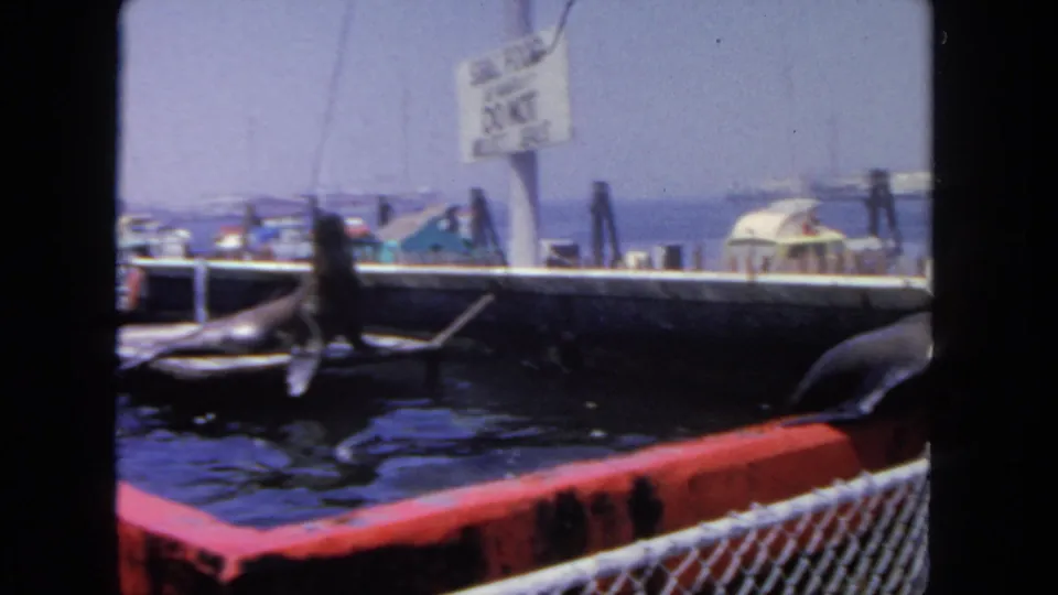 1962 harbor frame showing sea lions near the dock, a posted warning sign, boats, water, fence, and distant shoreline structures.