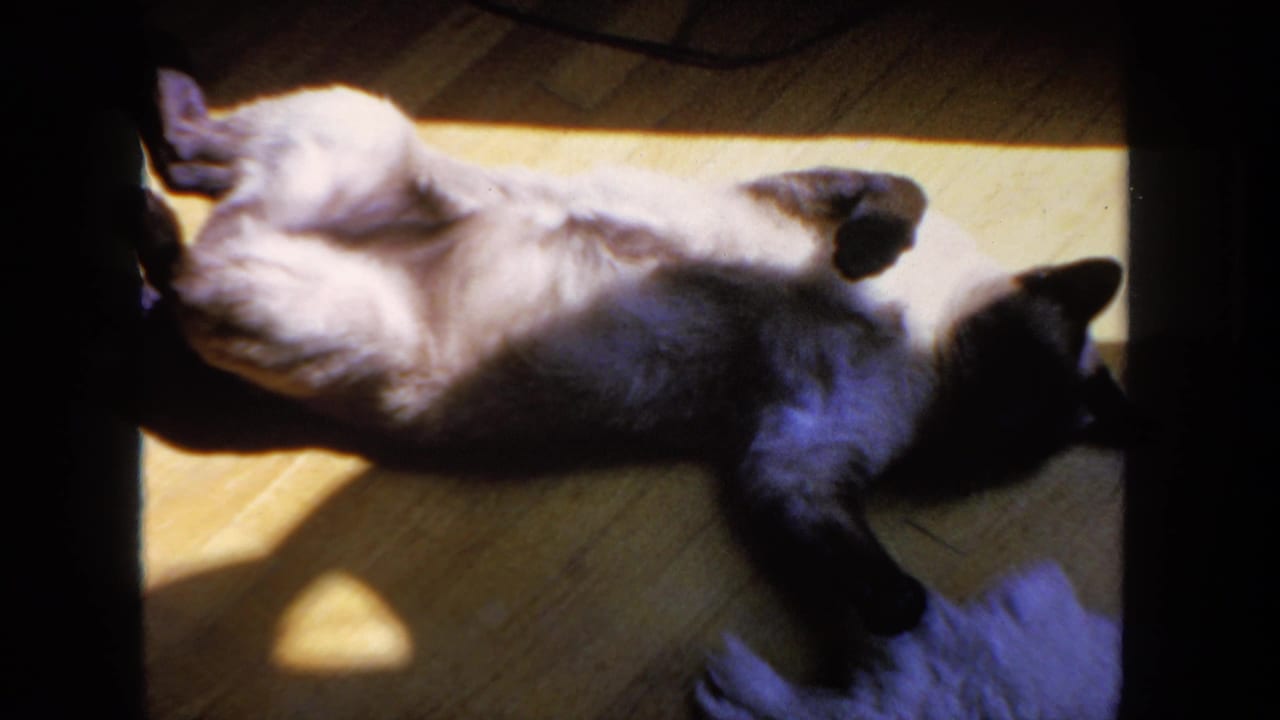 1962 home-movie frame of a Siamese cat sleeping belly-up in sunlight on an indoor wooden floor.